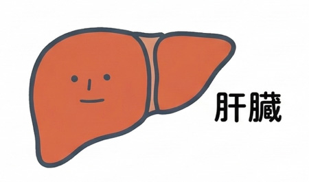 肝臓