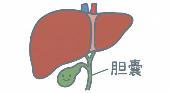 胆嚢