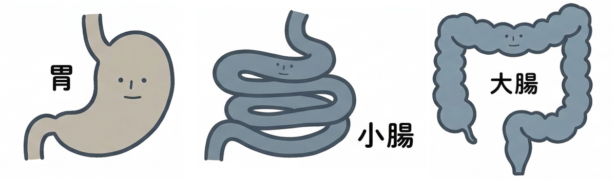 胃　小腸　大腸